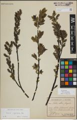 Foto von Salix myrsinifolia Salisb.
